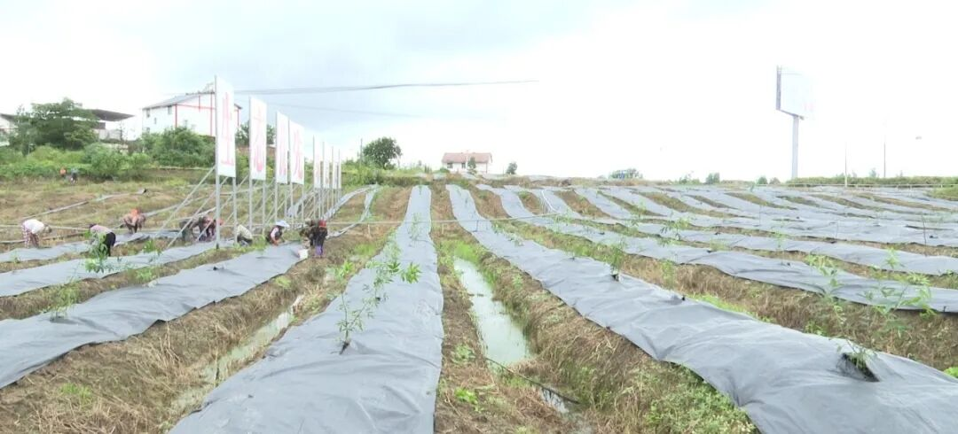 1761309087926004566.png 1761309087926004566.png