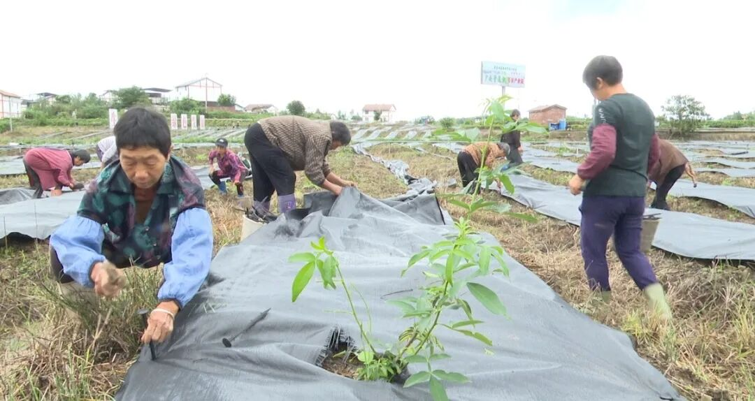 1761309114214000306.png 1761309114214000306.png